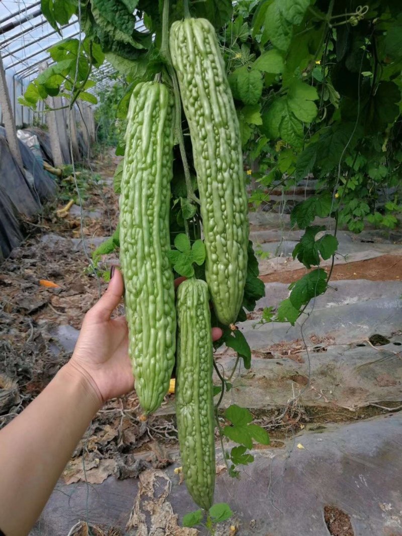 寿光中绿苦瓜苗，杂交苦瓜苗，疙瘩绿苦瓜苗，高产苦瓜苗