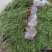 迎春基地专供迎春100万棵