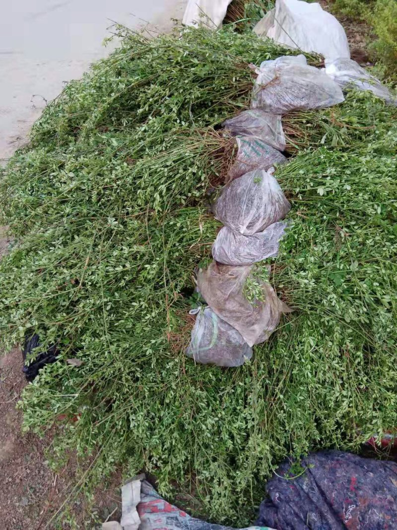 迎春基地专供迎春100万棵