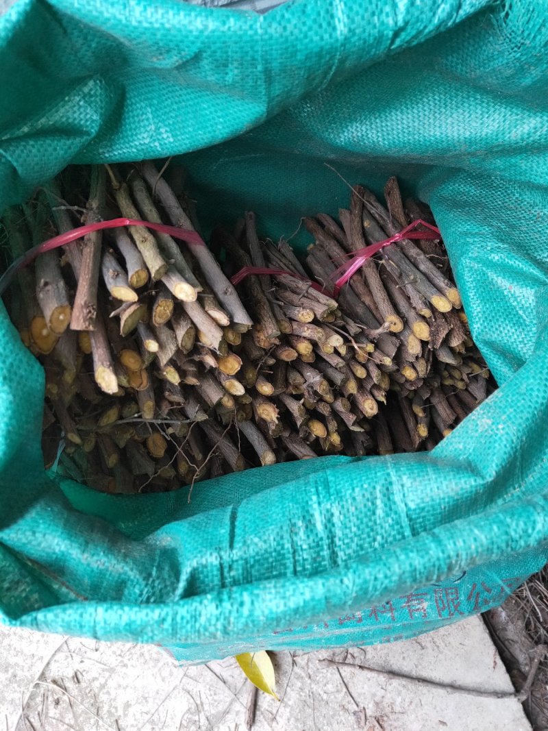 单叶蔓荆子枝条批发，品种纯正高含量品种，江西产地道地药材