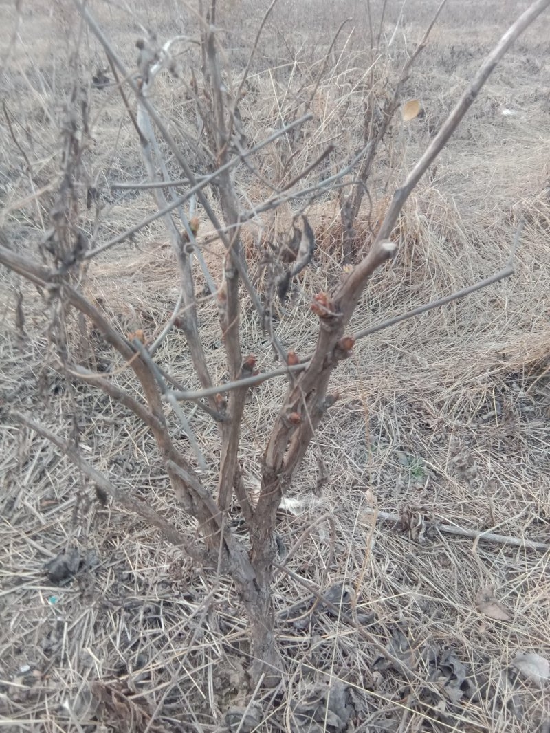 牡丹，牡丹花，油用牡丹苗