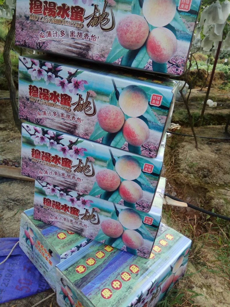 永利多水蜜桃福建寿宁高山水蜜桃含硒锌量高5-10斤装