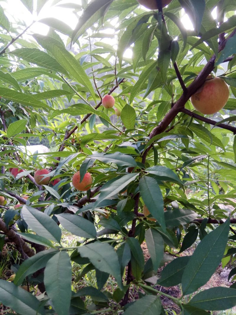 永利多水蜜桃福建寿宁高山水蜜桃含硒锌量高5-10斤装