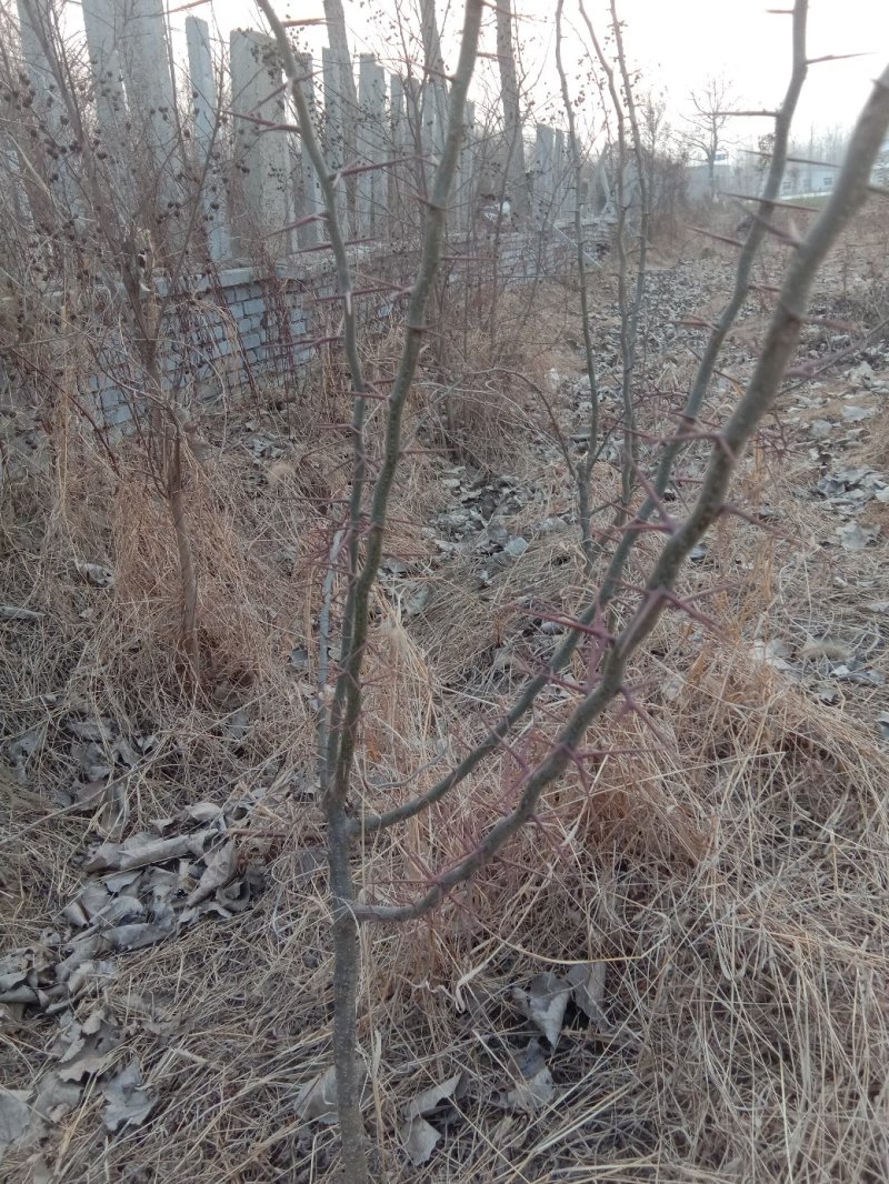 牡丹，牡丹花，油用牡丹种苗