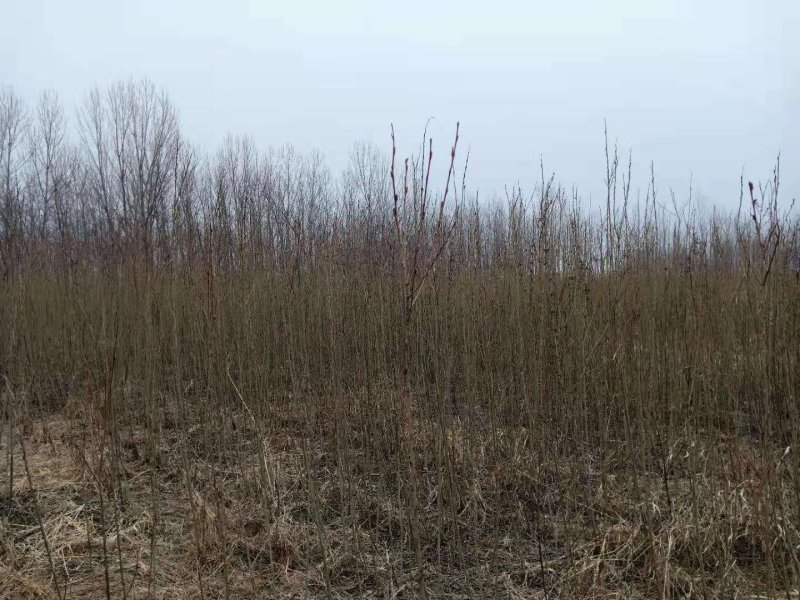 簸箕柳