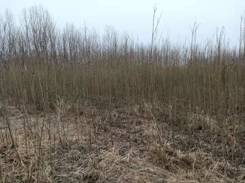 簸箕柳