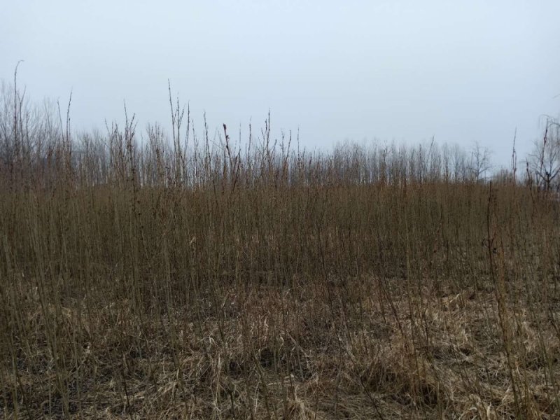 簸箕柳