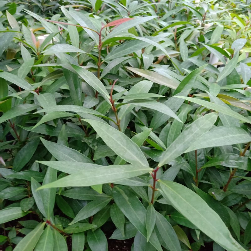 基地直销水蒲桃苗园林绿化苗木四季常青观赏性