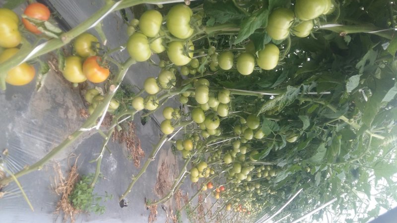 蔬菜种子大棚塑料膜地膜杀菌杀虫剂
