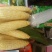 蔬菜种子大棚塑料膜地膜杀菌杀虫剂