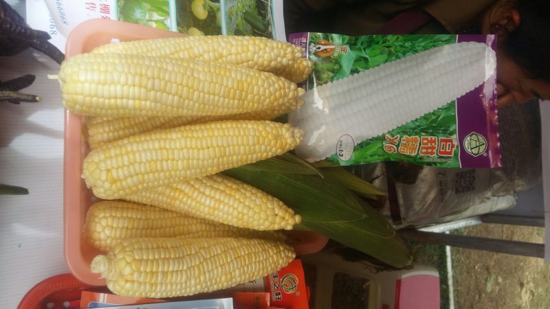 蔬菜种子大棚塑料膜地膜杀菌杀虫剂