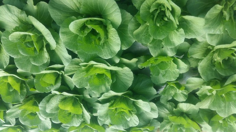 蔬菜种子大棚塑料膜地膜杀菌杀虫剂