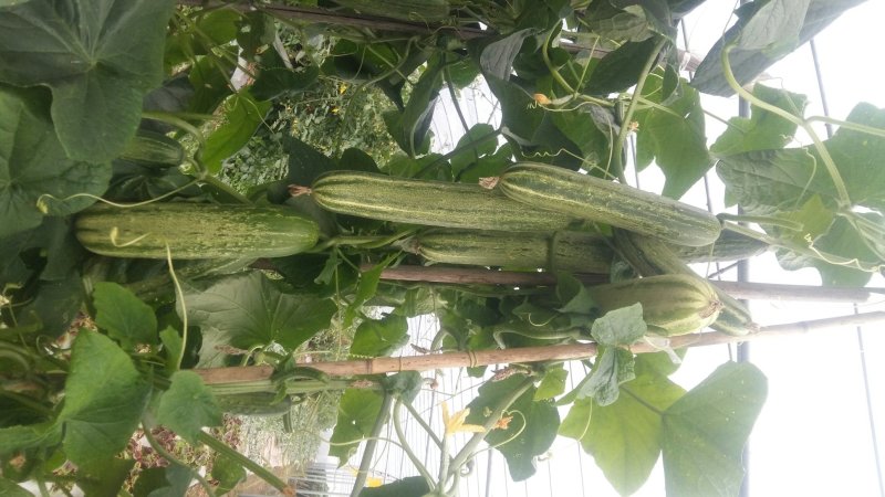 蔬菜种子大棚塑料膜地膜杀菌杀虫剂