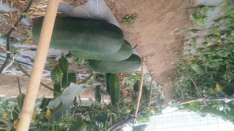 蔬菜种子大棚塑料膜地膜杀菌杀虫剂