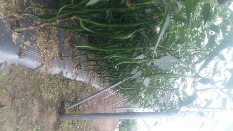蔬菜种子大棚塑料膜地膜杀菌杀虫剂