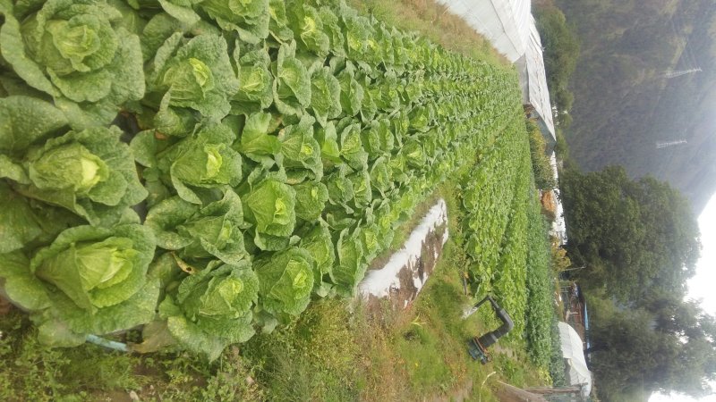 蔬菜种子大棚塑料膜地膜杀菌杀虫剂