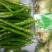 蔬菜种子大棚塑料膜地膜杀菌杀虫剂
