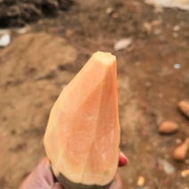 地瓜红薯红香蕉老黄皮烟薯西瓜红蜜薯电商超市加工厂市场货