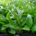 天堂鸟种苗鹤望兰小苗室内北美网红植物客厅摆放花卉