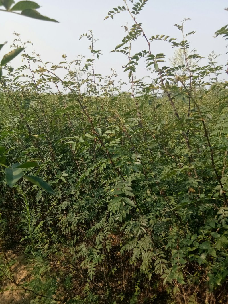 花花，花椒苗