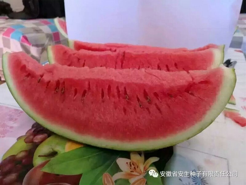 安生金彩6号特大硒砂瓜西瓜种子特耐旱抗重茬原装正品
