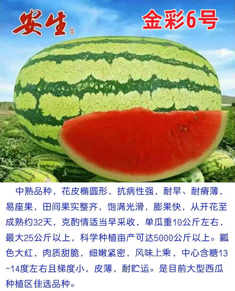 安生金彩6号特大硒砂瓜西瓜种子特耐旱抗重茬原装正品