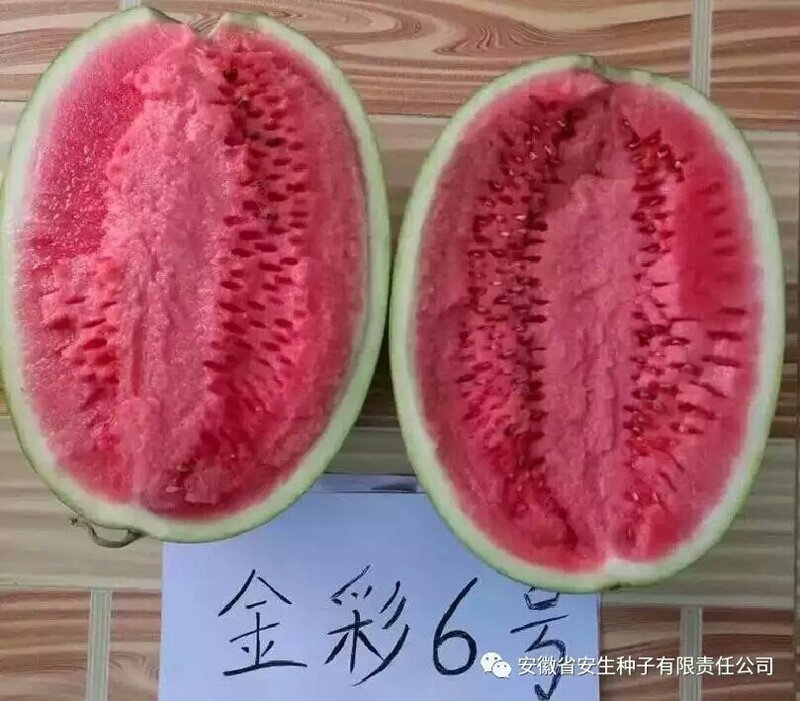 安生金彩6号特大硒砂瓜西瓜种子特耐旱抗重茬原装正品