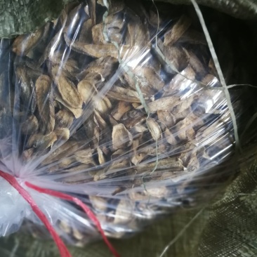 供应冷藏鲜牛蒡，牛蒡茶，牛蒡酱，牛蒡菜，牛蒡酥，牛蒡酒等