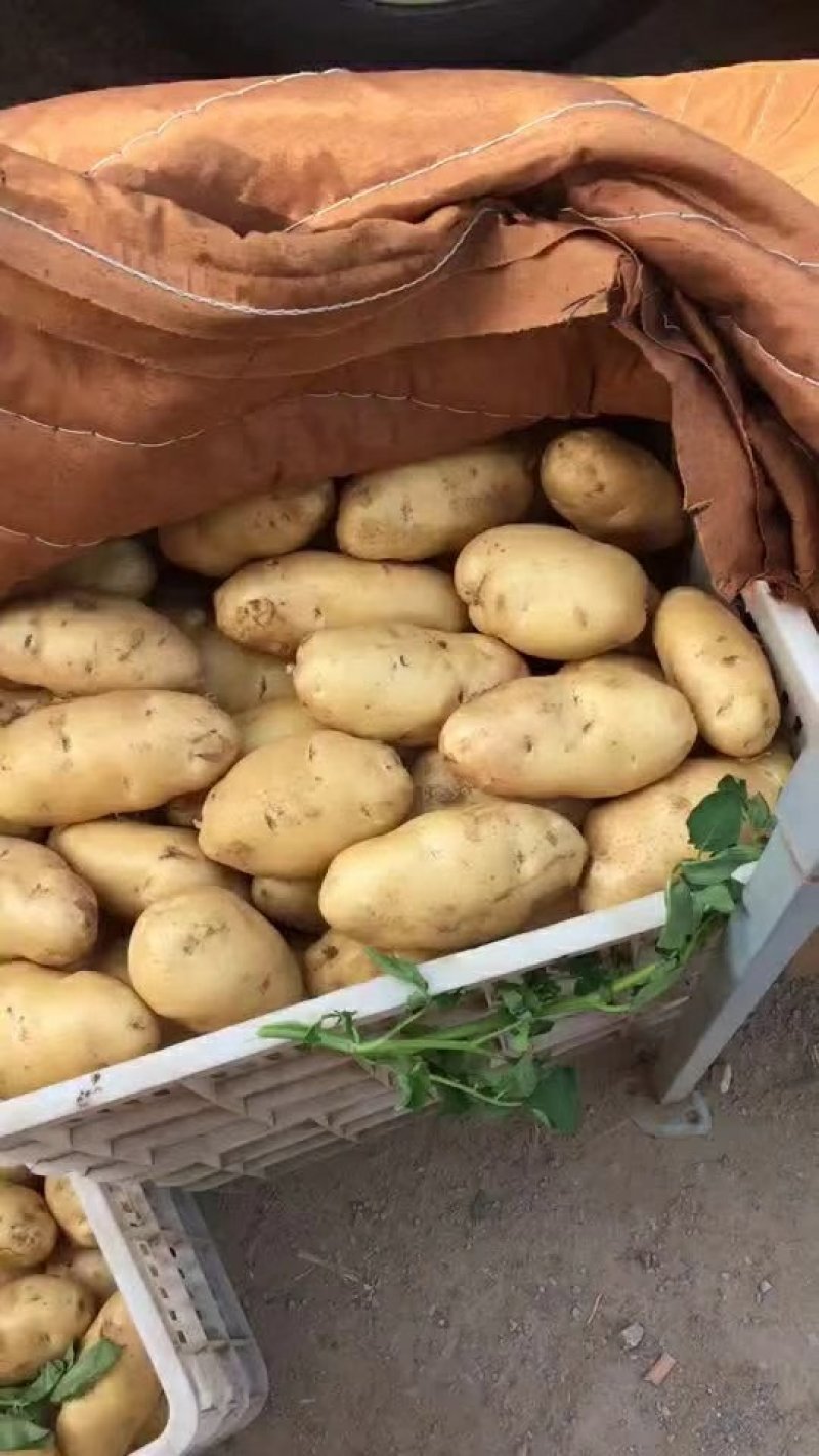 荷兰十五土豆v7等品种齐全货源充足保证质量
