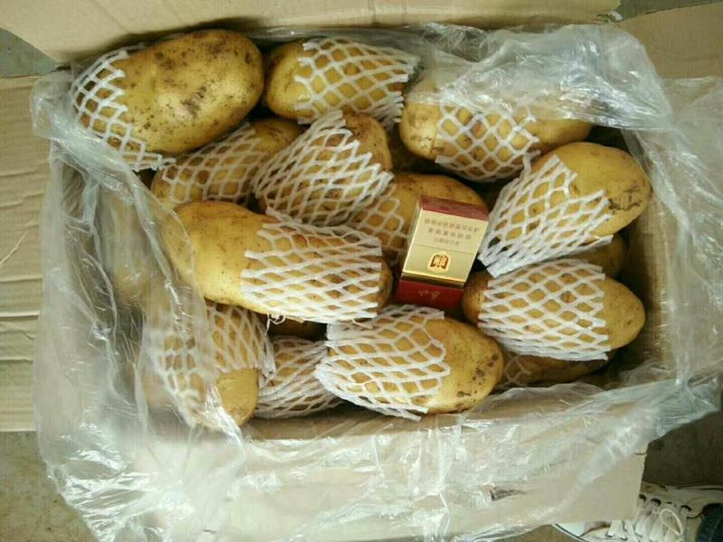 土豆种荷兰十五土豆纸箱货袋子货都有全国代发
