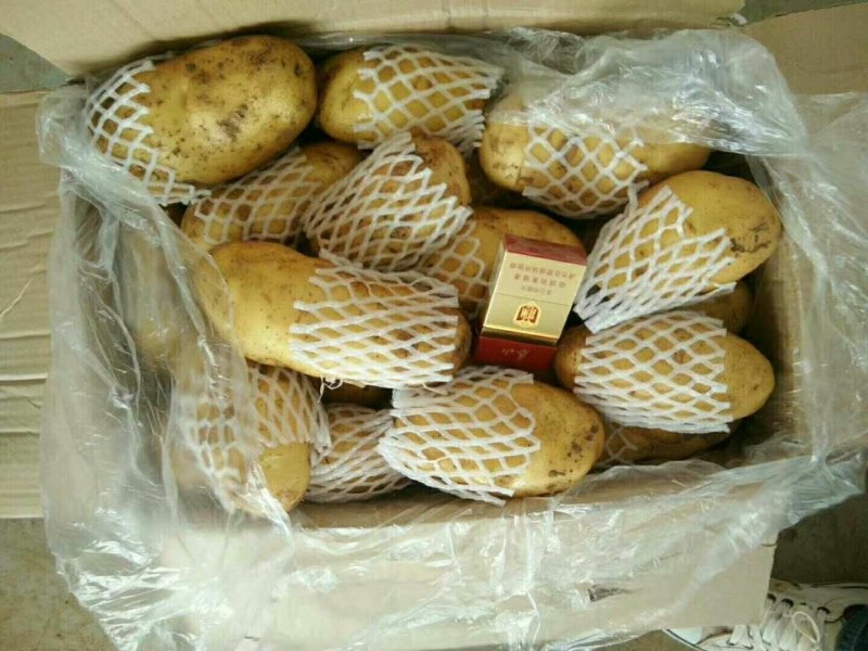荷兰十五土豆v7等品种齐全货源充足保证质量