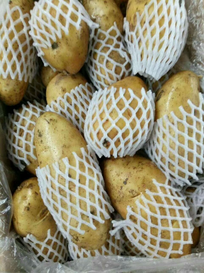 荷兰十五土豆v7等品种齐全货源充足保证质量