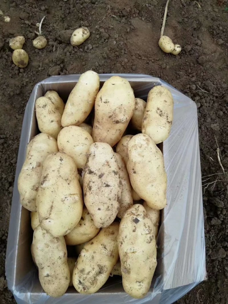 荷兰十五土豆v7等品种齐全货源充足保证质量