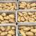 土豆种荷兰十五土豆纸箱货袋子货都有全国代发