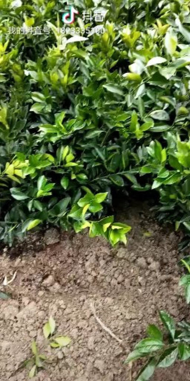 赣南脐橙树苗