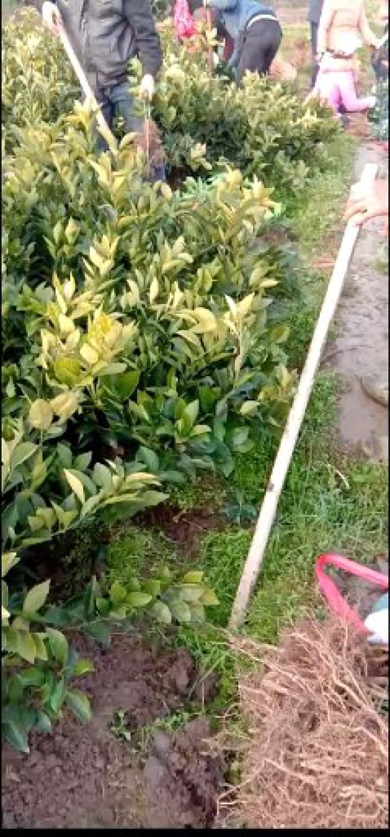 赣南脐橙树苗