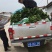 赣南脐橙树苗