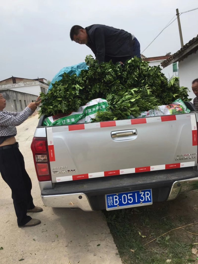 赣南脐橙树苗