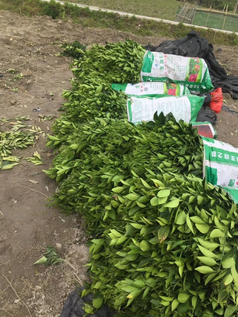 赣南脐橙树苗