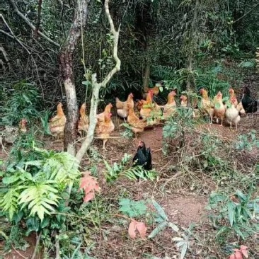 土鸡