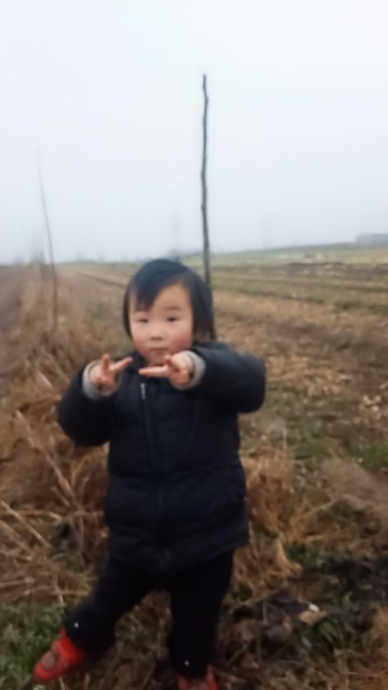 薄皮核桃树苗，量大从优