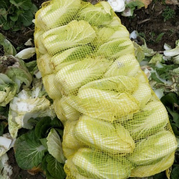 娃娃菜