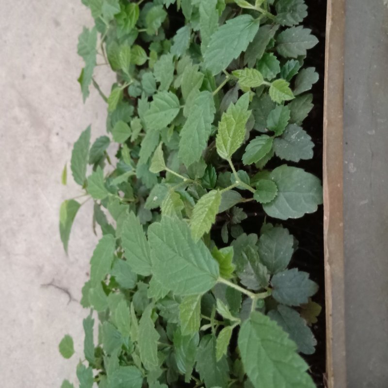 多花黄花风铃木种苗基地直供广州发货支持一件代发