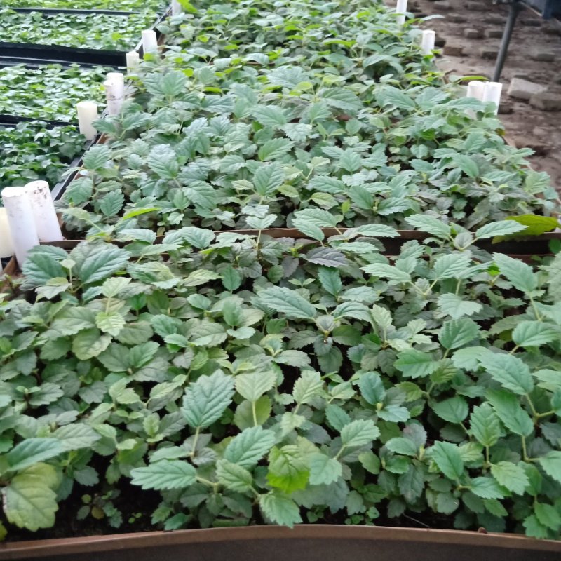 多花黄花风铃木种苗基地直供广州发货支持一件代发