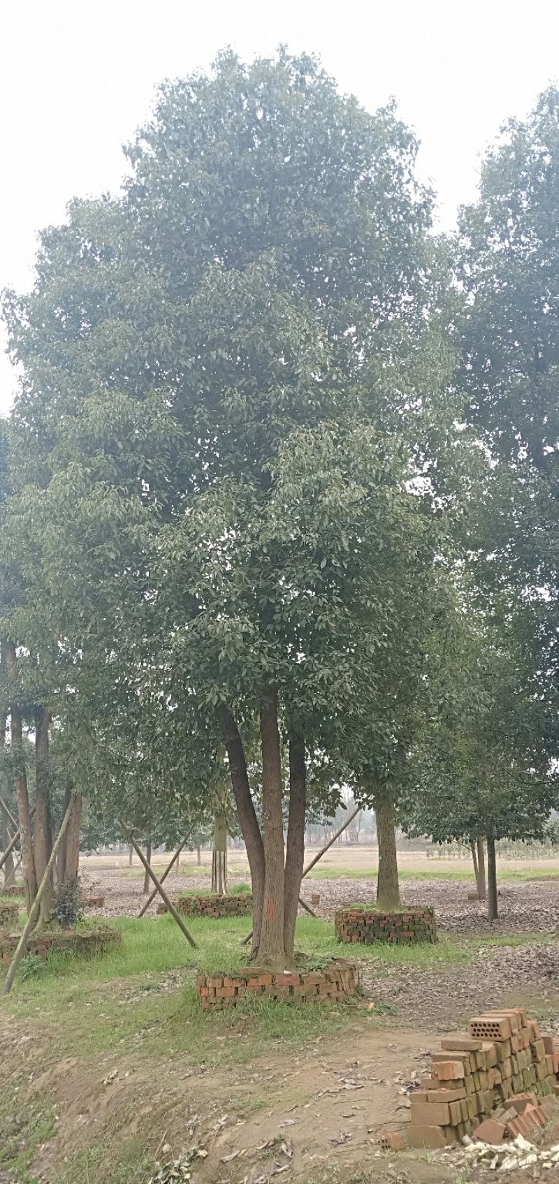 多杆香樟丛生香樟多头香樟移栽苗容器袋苗香樟