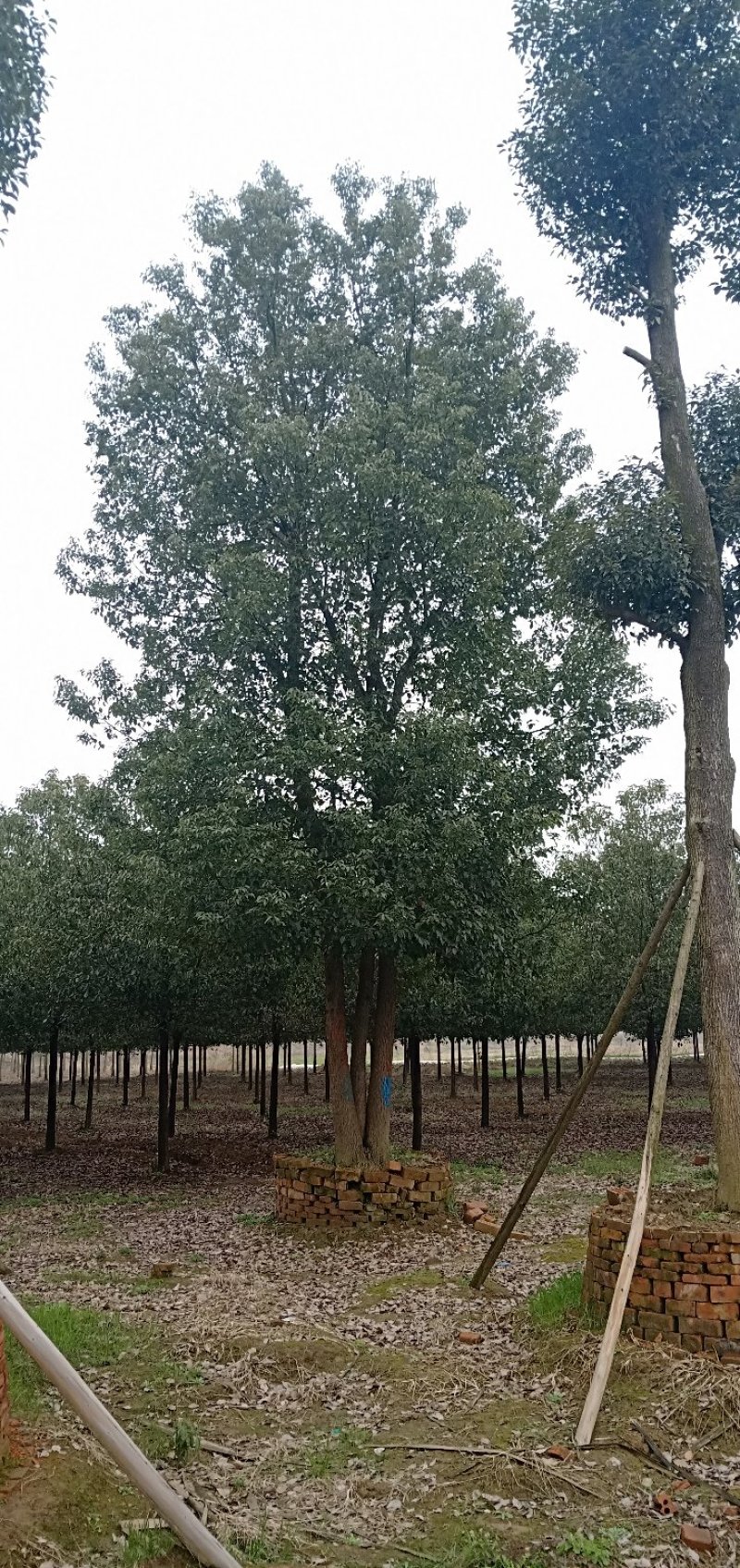 多杆香樟丛生香樟多头香樟移栽苗容器袋苗香樟