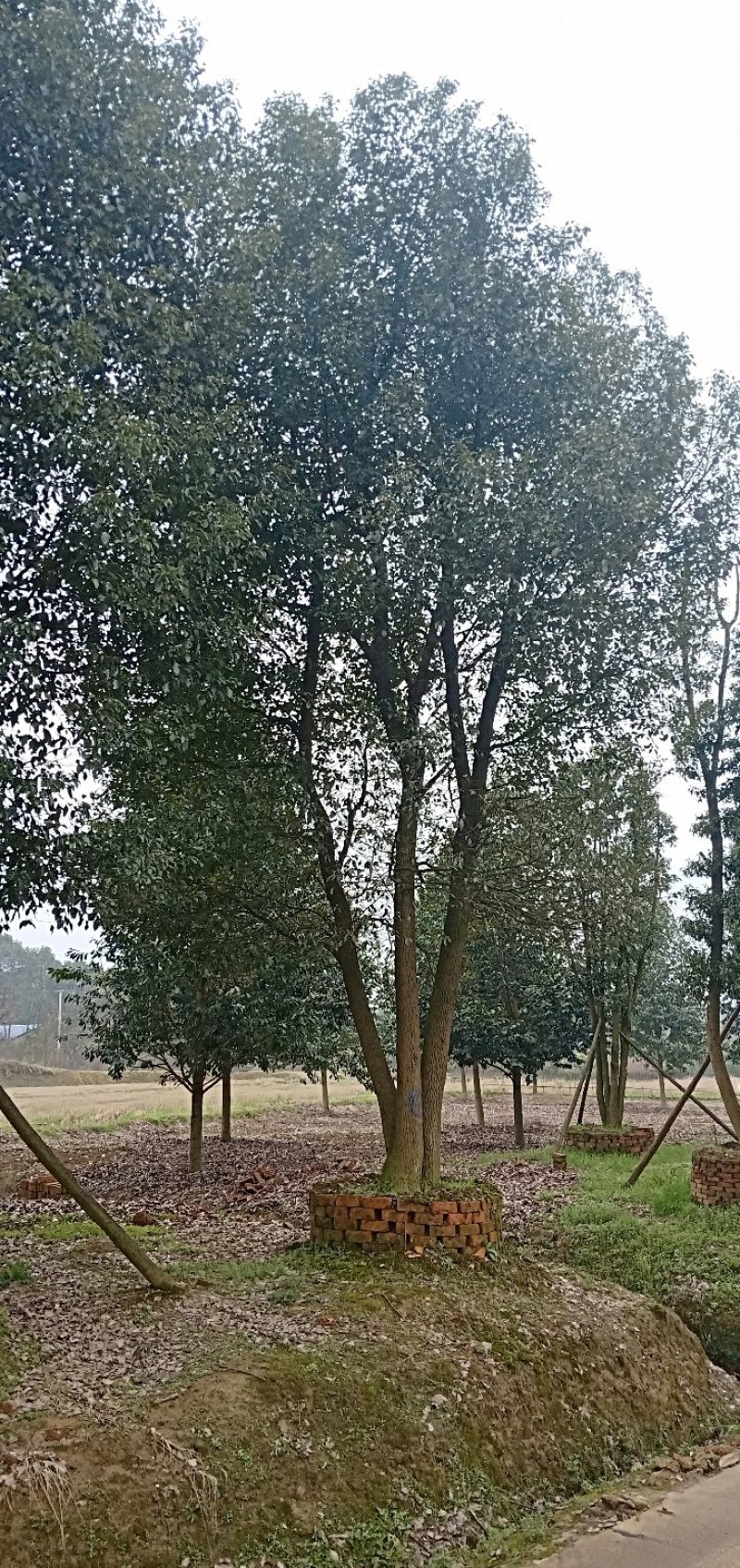多杆香樟丛生香樟多头香樟移栽苗容器袋苗香樟