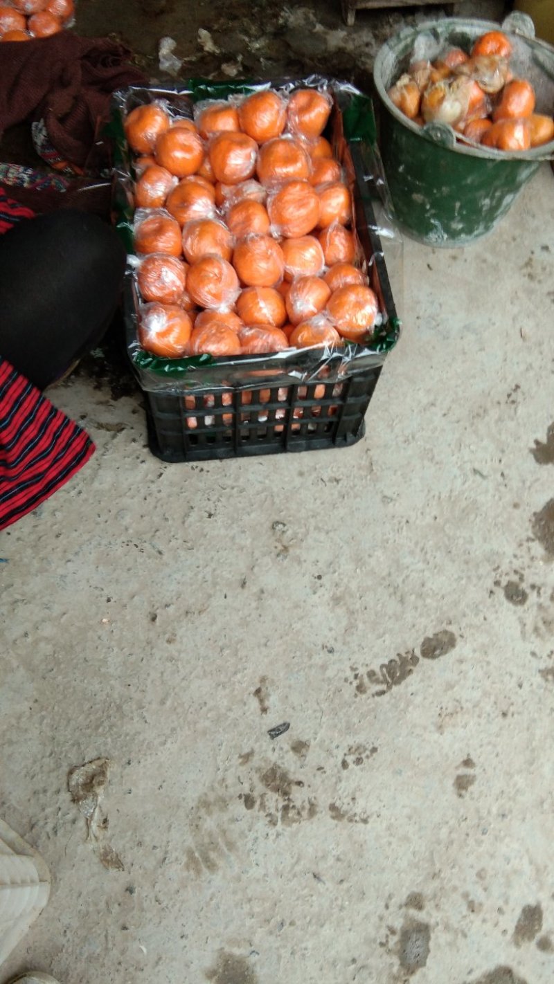 湖南湘西保靖县清水平镇几十万吨优质碰柑热销中