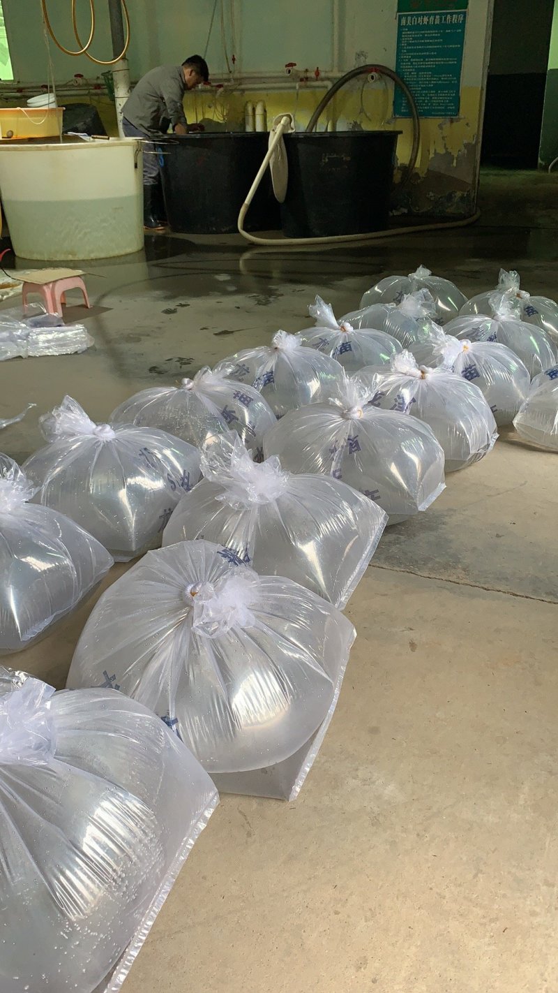 虾苗南美白对虾苗罗氏虾苗2个月即可出货