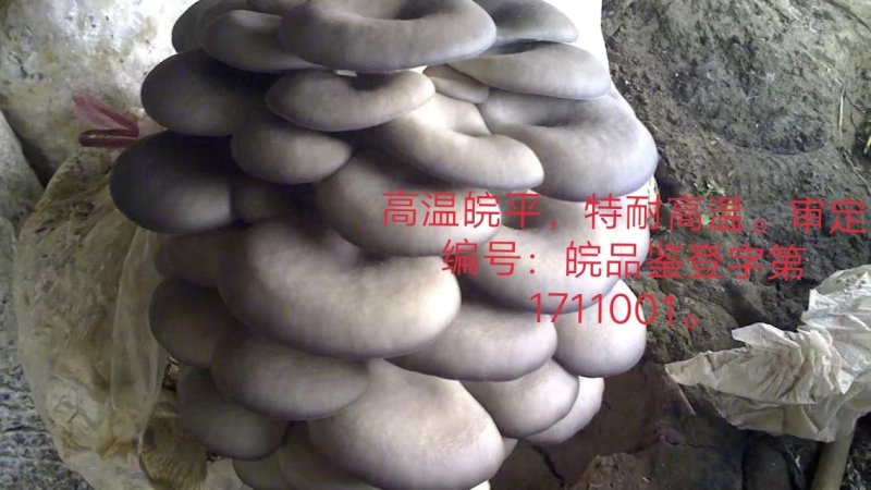 高温审定品种，‘高温皖平’及高温灰色‘伏99’母种，原种